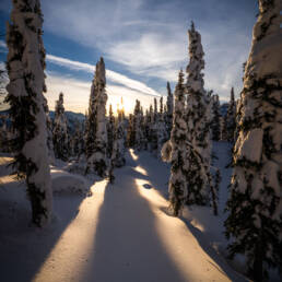 Snow-draped trees with sunbeams filtering through, showcasing the serene winter wonderland at White Grizzly Cat Skiing in BC, Canada.