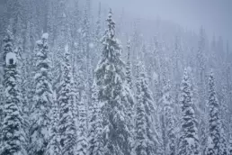 The best cat skiing terrain in North America, nestled amongst these beautiful trees, awaits guests at White Grizzly cat skiing in BC, Canada.